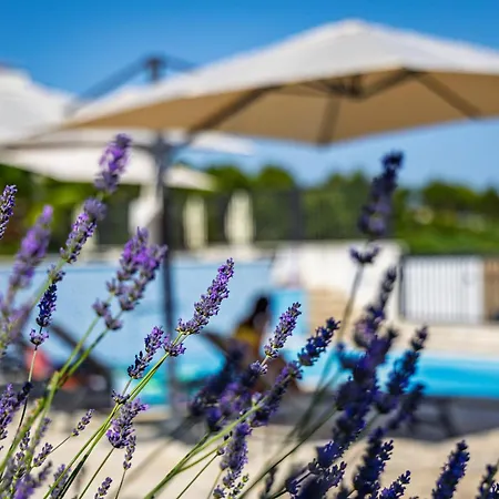 Camp Panorama With Pool Camping Drage